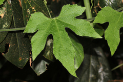 Diplocyclos palmatus