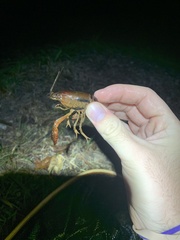 Procambarus