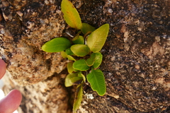 Asplenium obtusatum