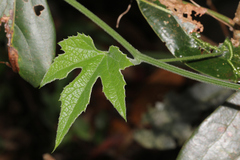 Diplocyclos palmatus