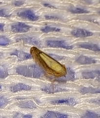 Scaphytopius elegans