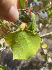 Pemphigus obesinymphae