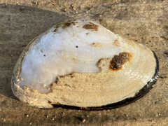 Alasmidonta marginata