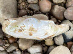 Alasmidonta marginata