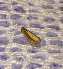 Scaphytopius elegans