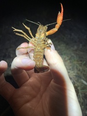Procambarus