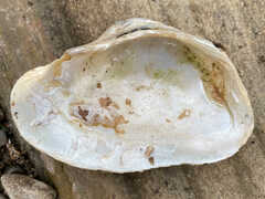 Alasmidonta marginata