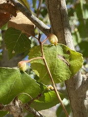 Pemphigus obesinymphae