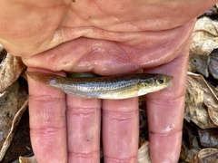Fundulus catenatus