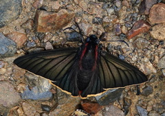 Pyrrhopyge telassa