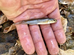 Fundulus catenatus