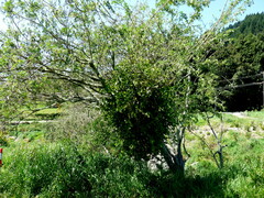 Ileostylus micranthus