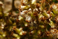 Brachyglottis repanda