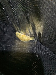 Lepomis gulosus