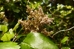 Brachyglottis repanda