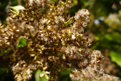 Brachyglottis repanda