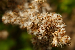 Brachyglottis repanda