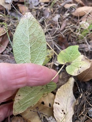Aristolochia