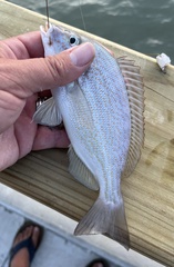 Orthopristis chrysoptera