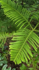 Araucaria columnaris