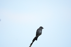 Muscicapa griseisticta