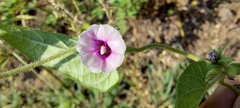 Ipomoea eriocarpa