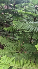 Araucaria columnaris