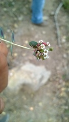 Euphorbia umbellulata