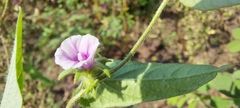 Ipomoea eriocarpa