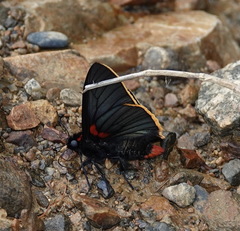 Pyrrhopyge telassa