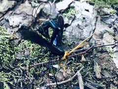 Megarhyssa atrata