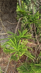 Araucaria columnaris