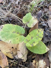 Aristolochia