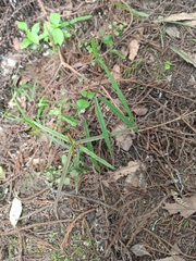 Parsonsia heterophylla