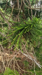 Araucaria columnaris