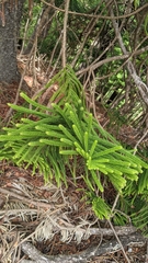 Araucaria columnaris