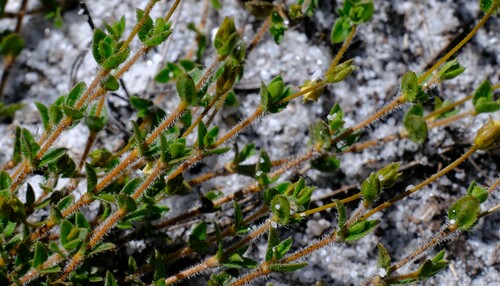 Image of Mitrasacme pilosa by (c) Peter Crowcroft, some rights reserved (CC BY)