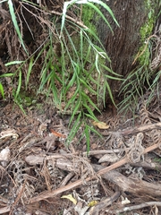 Asplenium flaccidum flaccidum