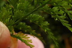 Trichomanes strictum