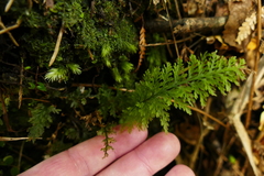 Trichomanes strictum