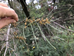 Acacia mucronata