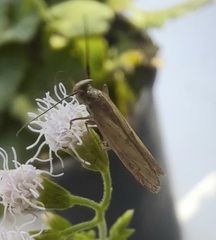 Elasmopalpus lignosella