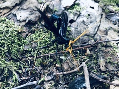 Megarhyssa atrata