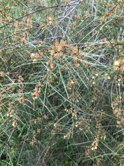 Acacia mucronata