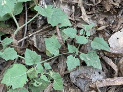 Physalis hederifolia