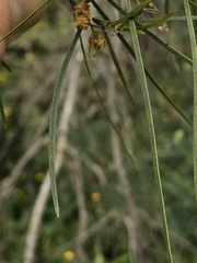 Acacia mucronata