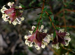 Pimelea linifolia linifolia