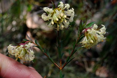 Pimelea linifolia linifolia