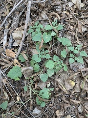 Physalis hederifolia