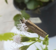 Elasmopalpus lignosella